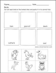 Birds Activities – CleverLearner Preschool Resources