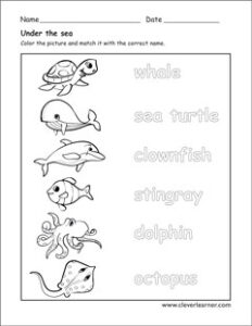 Aquatic Animals – CleverLearner Preschool Resources