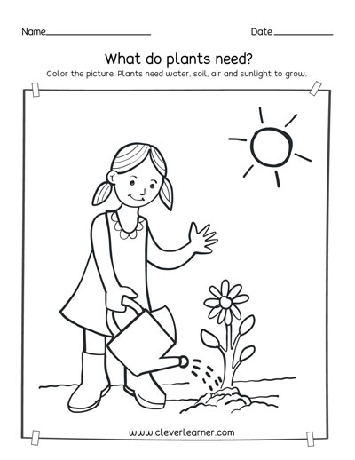 What do plants need to grow activity sheets