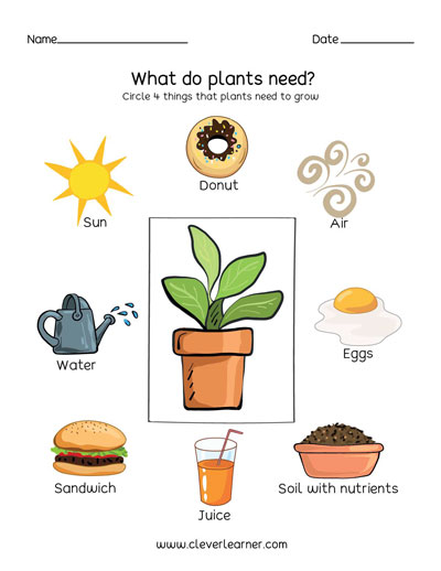 Plants need air water food and sunlight kindergarten worksheets