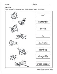 What is an insect worksheet for preschools? – CleverLearner Preschool ...